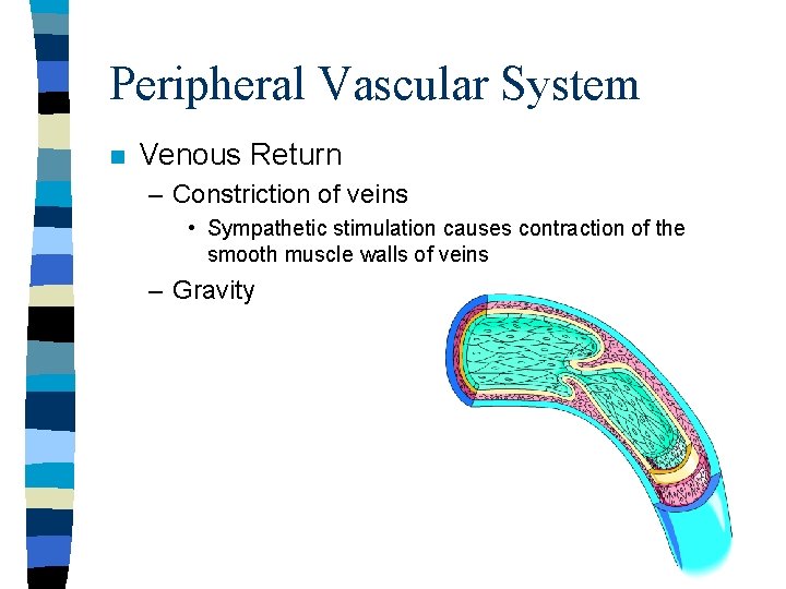 Peripheral Vascular System n Venous Return – Constriction of veins • Sympathetic stimulation causes