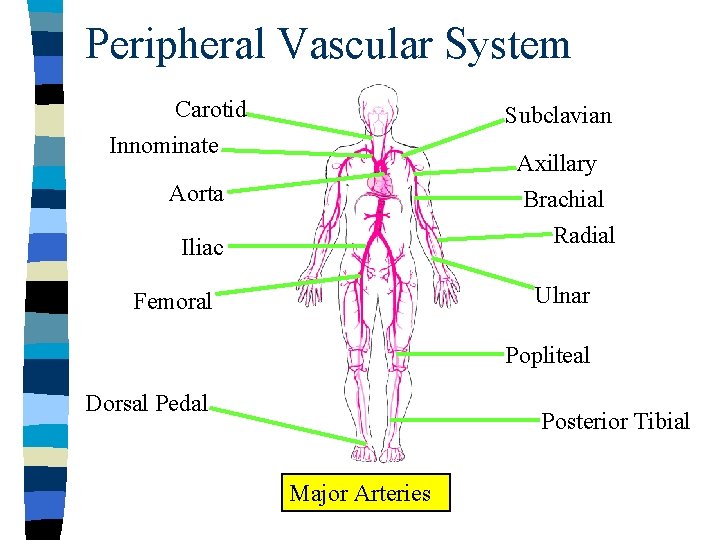 Peripheral Vascular System Carotid Subclavian Innominate Axillary Brachial Radial Aorta Iliac Ulnar Femoral Popliteal