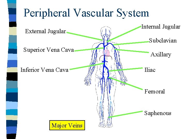 Peripheral Vascular System External Jugular Internal Jugular Subclavian Superior Vena Cava Inferior Vena Cava Peripheral Vascular System External Jugular Internal Jugular Subclavian Superior Vena Cava Inferior Vena Cava