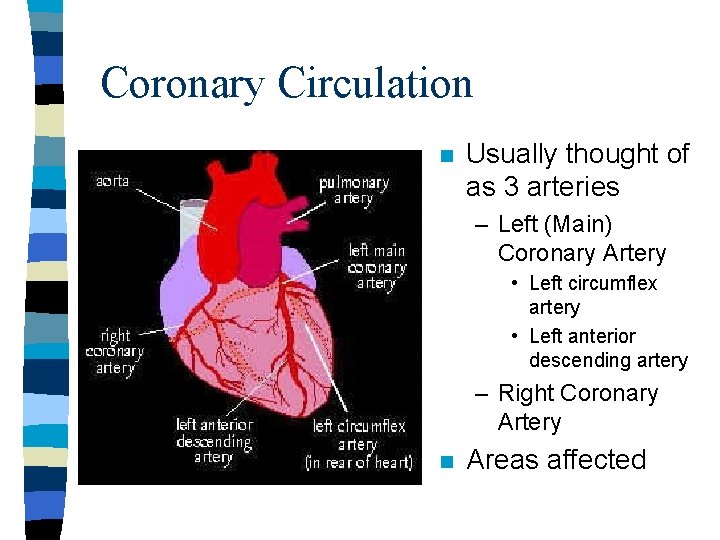 Coronary Circulation n Usually thought of as 3 arteries – Left (Main) Coronary Artery