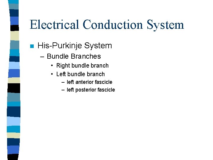 Electrical Conduction System n His-Purkinje System – Bundle Branches • Right bundle branch •