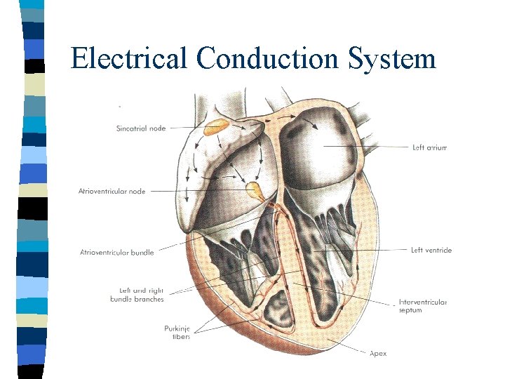 Electrical Conduction System 