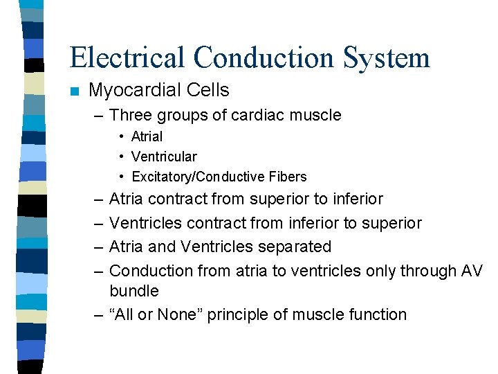 Electrical Conduction System n Myocardial Cells – Three groups of cardiac muscle • Atrial