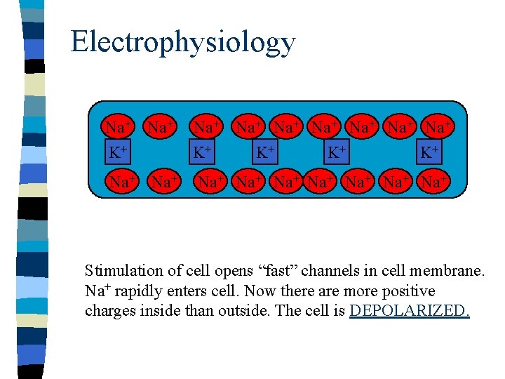 Electrophysiology Na+ K+ Na+ Na+ K+ K+ Na+ Na+ Na+ Stimulation of cell opens