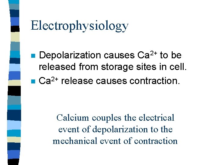 Electrophysiology n n Depolarization causes Ca 2+ to be released from storage sites in