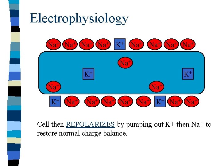 Electrophysiology Na+ Na+ K+ Na+ Na+ Na+ K+ Na+ Cell then REPOLARIZES by pumping Electrophysiology Na+ Na+ K+ Na+ Na+ Na+ K+ Na+ Cell then REPOLARIZES by pumping