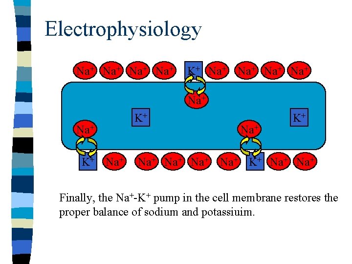 Electrophysiology Na+ Na+ K+ Na+ K+ Na+ Na+ K+ Na+ Finally, the Na+-K+ pump