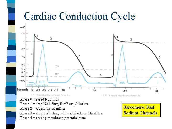 Cardiac Conduction Cycle Phase 0 = rapid Na influx Phase 1 = stop Na