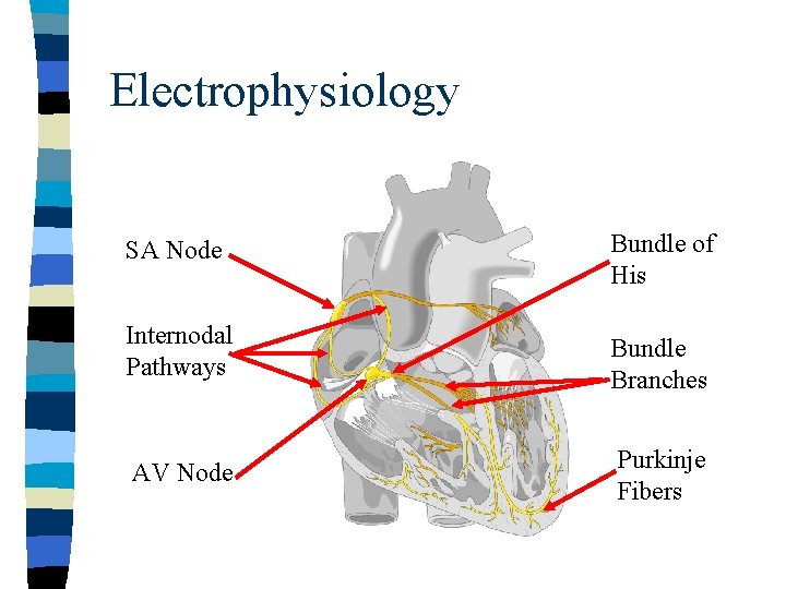 Electrophysiology SA Node Bundle of His Internodal Pathways Bundle Branches AV Node Purkinje Fibers