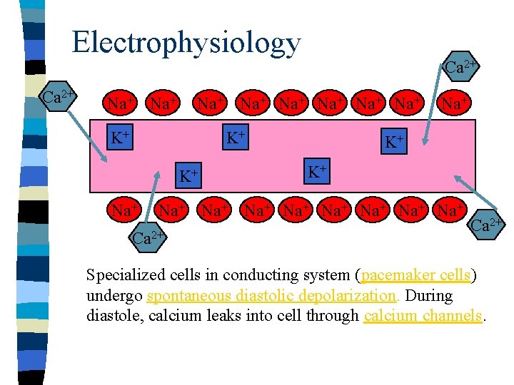 Electrophysiology Ca 2+ Na+ Na+ K+ K+ K+ Na+ Na+ Na+ Ca 2+ Specialized Electrophysiology Ca 2+ Na+ Na+ K+ K+ K+ Na+ Na+ Na+ Ca 2+ Specialized