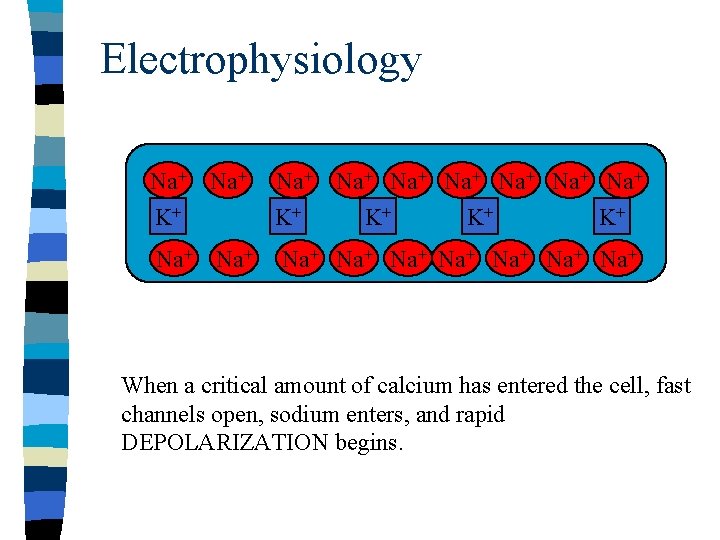 Electrophysiology Na+ K+ Na+ Na+ K+ K+ Na+ Na+ Na+ When a critical amount