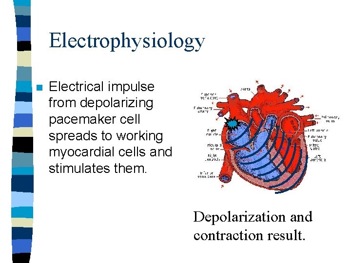 Electrophysiology n Electrical impulse from depolarizing pacemaker cell spreads to working myocardial cells and Electrophysiology n Electrical impulse from depolarizing pacemaker cell spreads to working myocardial cells and
