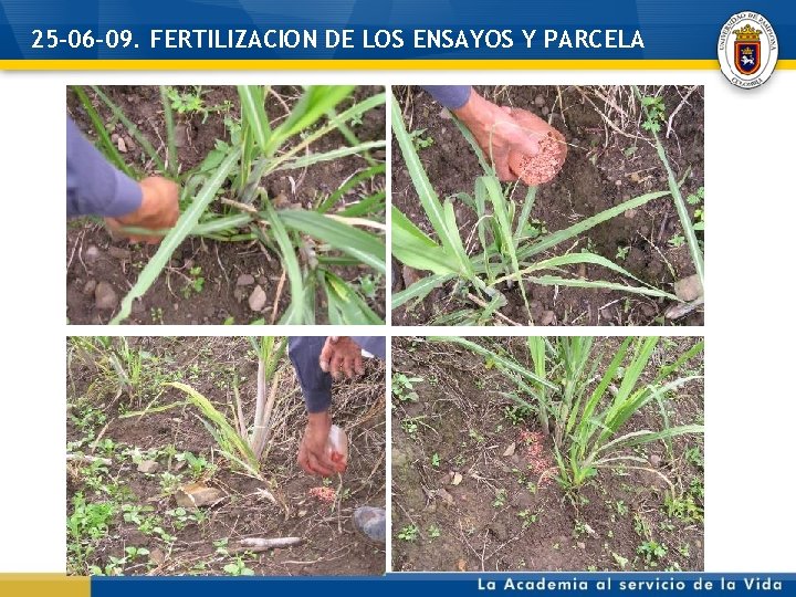 25 -06 -09. FERTILIZACION DE LOS ENSAYOS Y PARCELA 