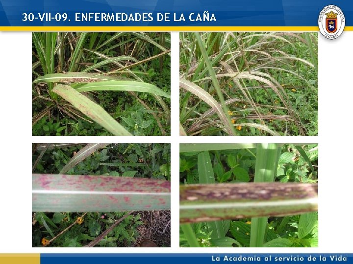 30 -VII-09. ENFERMEDADES DE LA CAÑA 