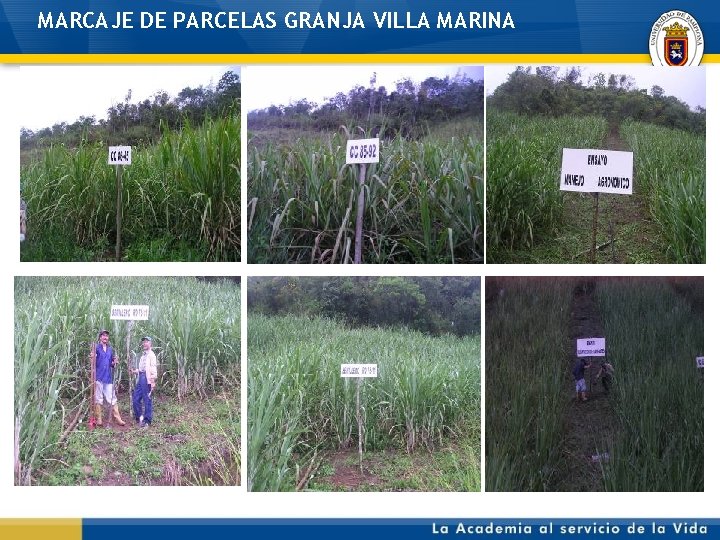 MARCAJE DE PARCELAS GRANJA VILLA MARINA 