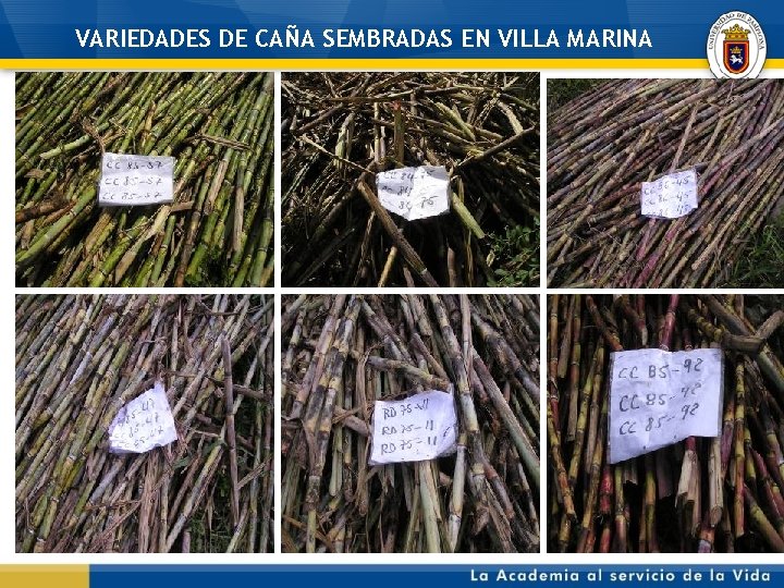 VARIEDADES DE CAÑA SEMBRADAS EN VILLA MARINA 