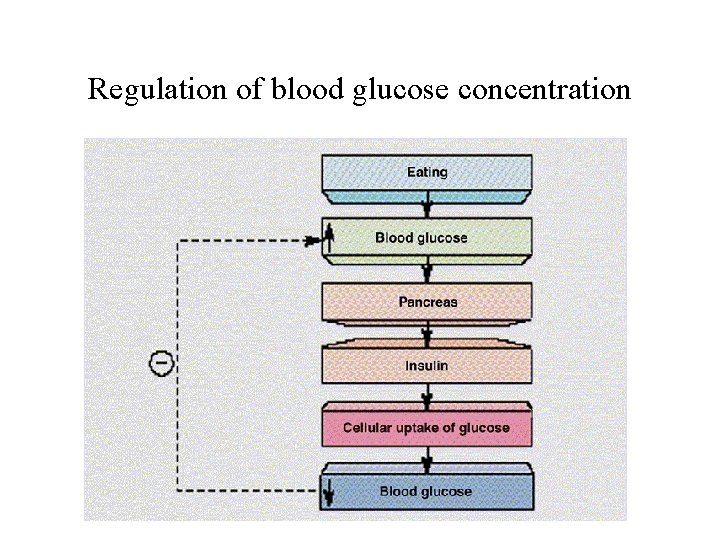 Regulation of blood glucose concentration 