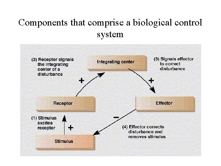 Components that comprise a biological control system 
