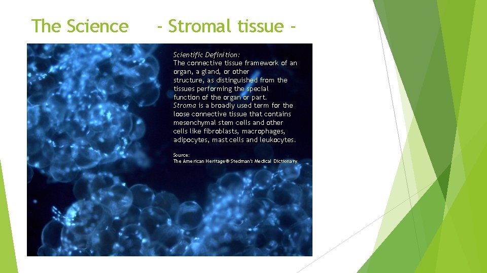 The Science - Stromal tissue Scientific Definition: The connective tissue framework of an organ,