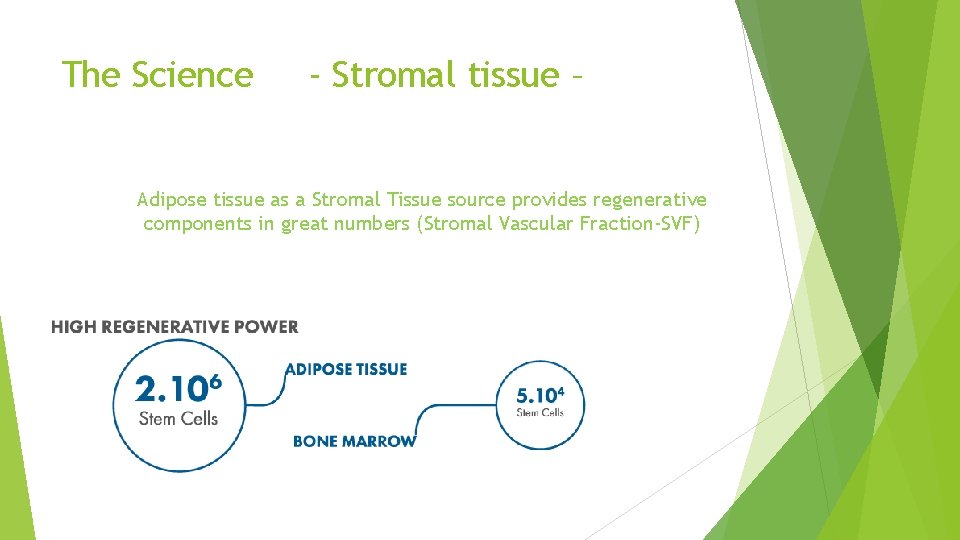 The Science - Stromal tissue – Adipose tissue as a Stromal Tissue source provides
