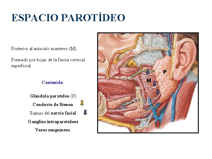 ESPACIO PAROTÍDEO Posterior al músculo masetero (M). Formado por hojas de la fascia cervical