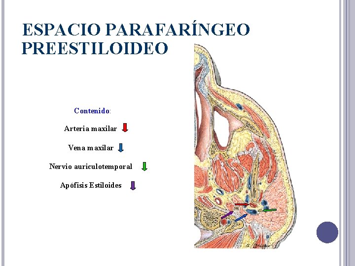 ESPACIO PARAFARÍNGEO PREESTILOIDEO Contenido: Arteria maxilar Vena maxilar Nervio auriculotemporal Apófisis Estiloides 