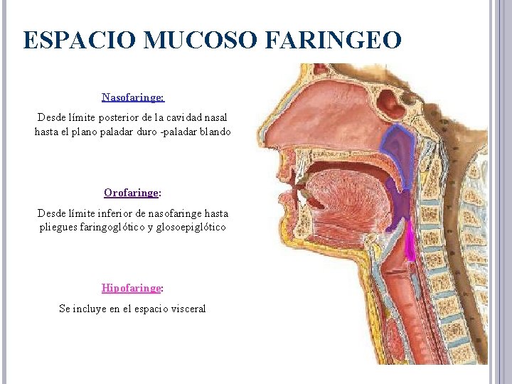 ESPACIO MUCOSO FARINGEO Nasofaringe: Desde límite posterior de la cavidad nasal hasta el plano