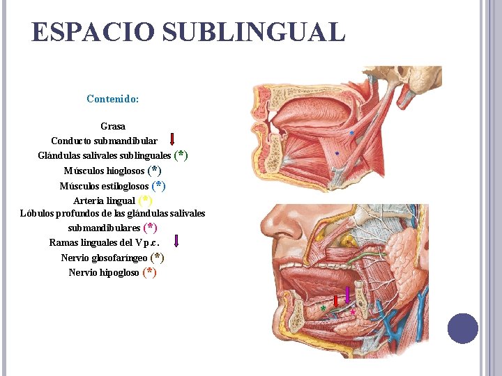 ESPACIO SUBLINGUAL Contenido: Grasa Conducto submandibular (*) Glándulas salivales sublinguales (*) Músculos hioglosos (*)