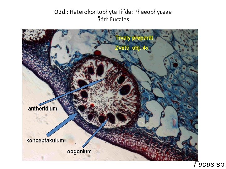 Odd. : Heterokontophyta Třída: Phaeophyceae Řád: Fucales Trvalý preparát Zvětš. obj. 4 x antheridium