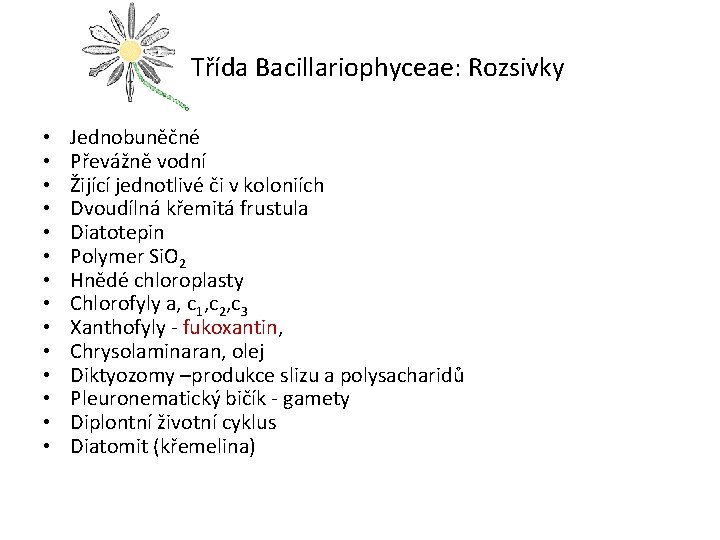 Třída Bacillariophyceae: Rozsivky • • • • Jednobuněčné Převážně vodní Žijící jednotlivé či v Třída Bacillariophyceae: Rozsivky • • • • Jednobuněčné Převážně vodní Žijící jednotlivé či v