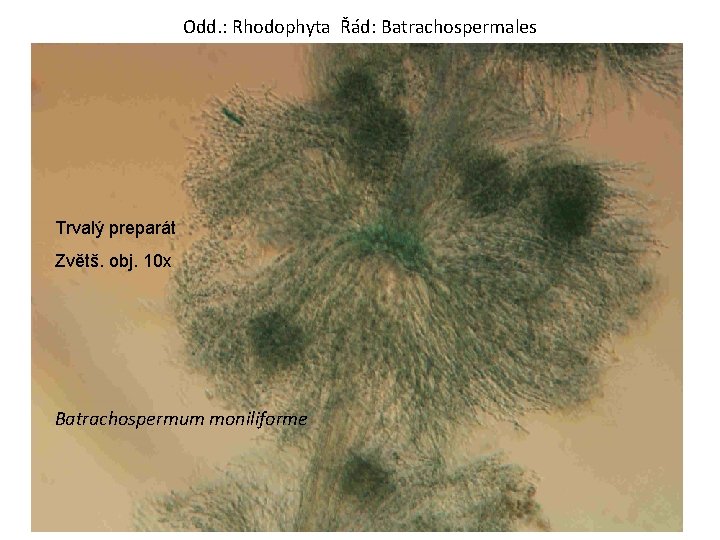 Odd. : Rhodophyta Řád: Batrachospermales Trvalý preparát Zvětš. obj. 10 x Batrachospermum moniliforme Odd. : Rhodophyta Řád: Batrachospermales Trvalý preparát Zvětš. obj. 10 x Batrachospermum moniliforme