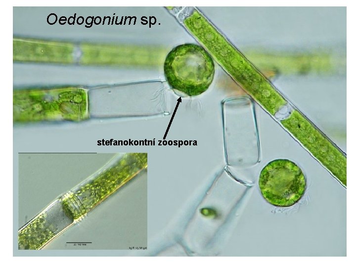 Oedogonium sp. stefanokontní zoospora 