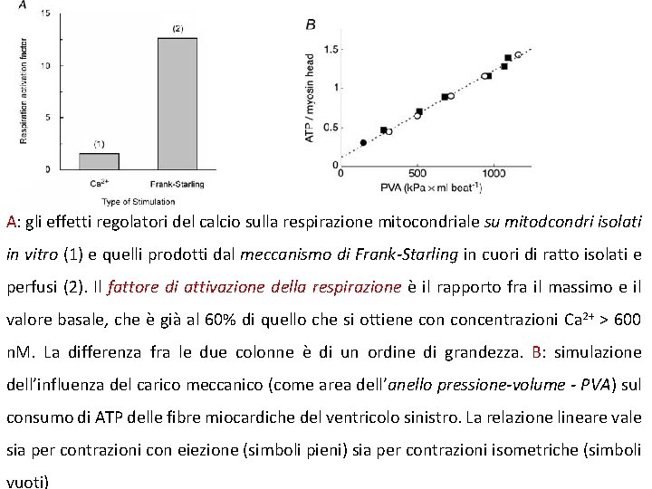 A: gli effetti regolatori del calcio sulla respirazione mitocondriale su mitodcondri isolati in vitro