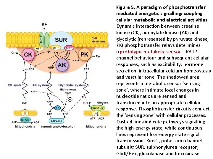 Figure 5. A paradigm of phosphotransfer mediated energetic signalling: coupling cellular metabolic and electrical