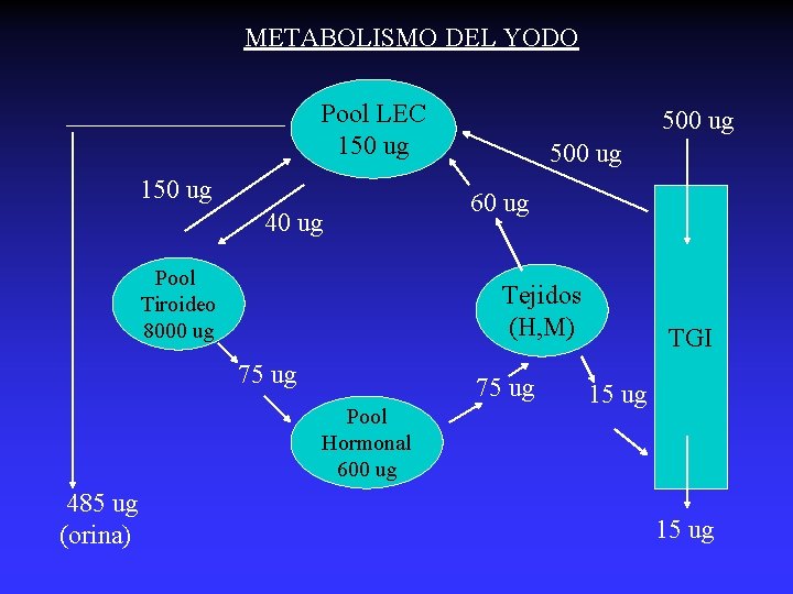 METABOLISMO DEL YODO Pool LEC 150 ug 40 ug Pool Tiroideo 8000 ug 500