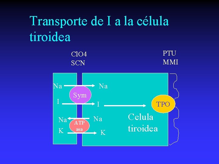 Transporte de I a la célula tiroidea PTU MMI Cl. O 4 SCN Na