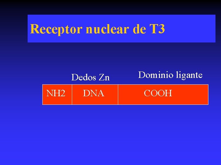 Receptor nuclear de T 3 Dedos Zn NH 2 DNA Dominio ligante COOH 