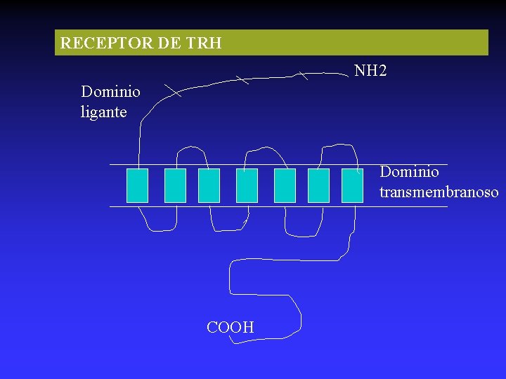 RECEPTOR DE TRH NH 2 Dominio ligante Dominio transmembranoso COOH 