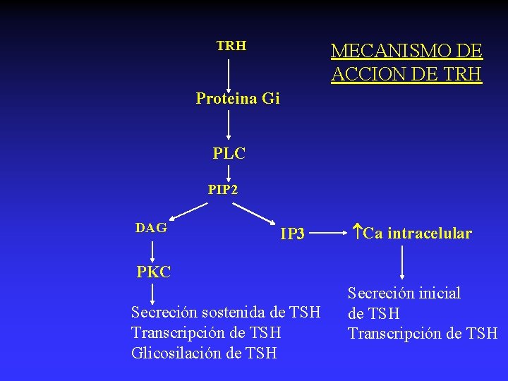 TRH MECANISMO DE ACCION DE TRH Proteina Gi PLC PIP 2 DAG IP 3