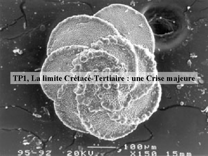 TP 1, La limite Crétacé-Tertiaire : une Crise majeure 