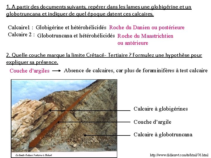 1. A partir des documents suivants, repérer dans les lames une globigérine et un