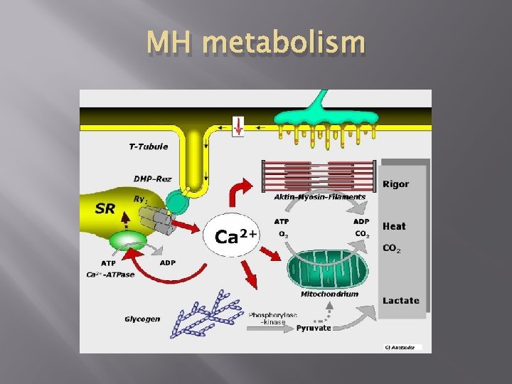 MH metabolism 