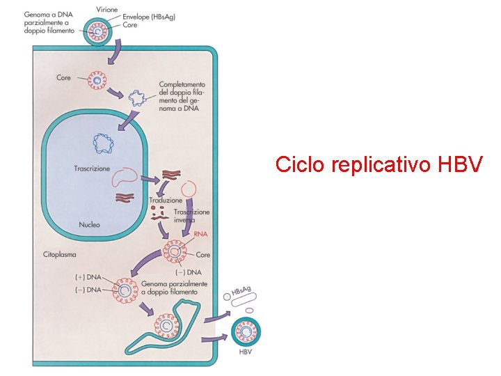 Ciclo replicativo HBV 