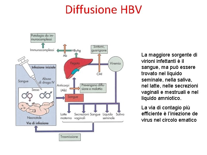 Diffusione HBV La maggiore sorgente di virioni infettanti è il sangue, ma può essere