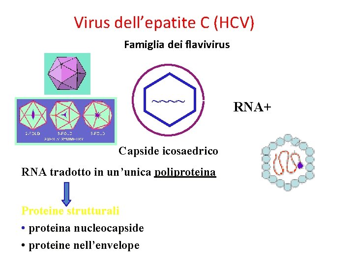 Virus dell’epatite C (HCV) Famiglia dei flavivirus ~~~~ Capside icosaedrico RNA tradotto in un’unica