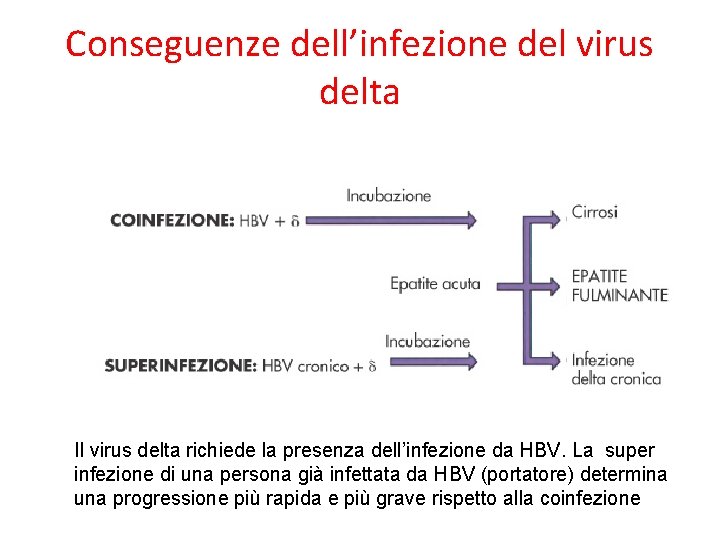 Conseguenze dell’infezione del virus delta Il virus delta richiede la presenza dell’infezione da HBV.