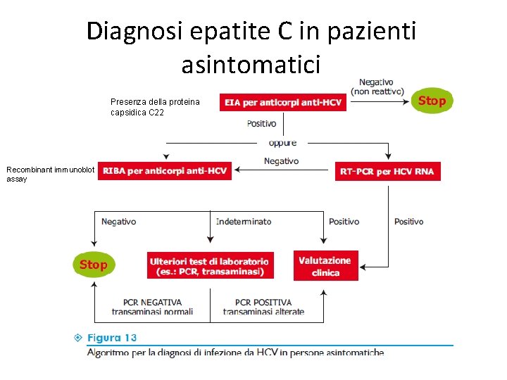 Diagnosi epatite C in pazienti asintomatici Presenza della proteina capsidica C 22 Recombinant immunoblot