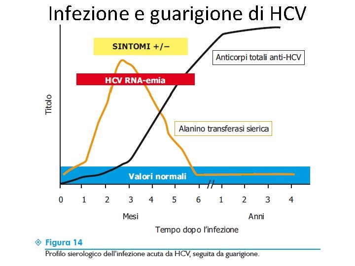 Infezione e guarigione di HCV 