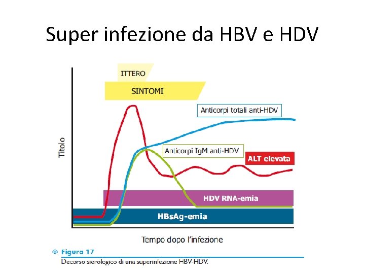 Super infezione da HBV e HDV 