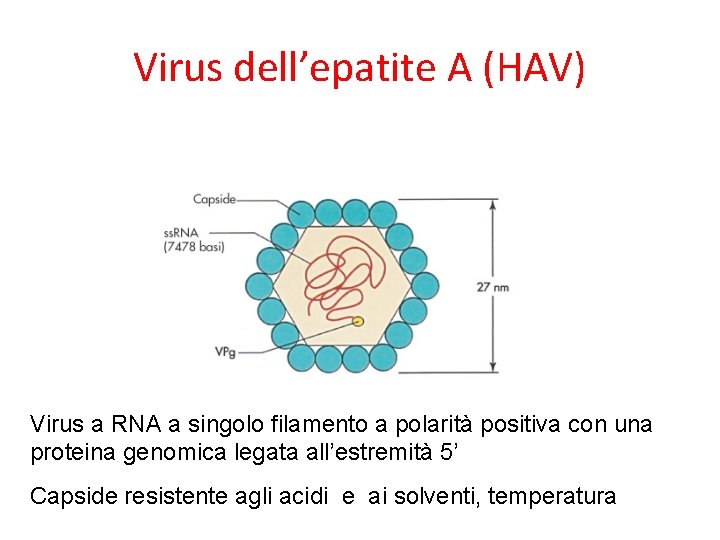 Virus dell’epatite A (HAV) Virus a RNA a singolo filamento a polarità positiva con